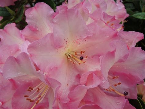 Rhododendron Pink Blooms - Free photo on Pixabay - Pixabay