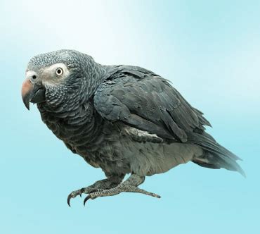 Жако (Psittacus erithacus) — Птицы / Мир животных.ру