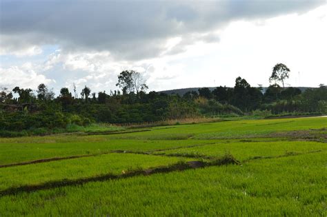 Rice Green Landscape - Free photo on Pixabay - Pixabay