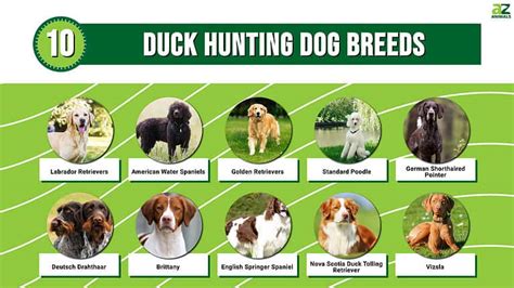 10 Duck Hunting Dog Breeds - A-Z Animals