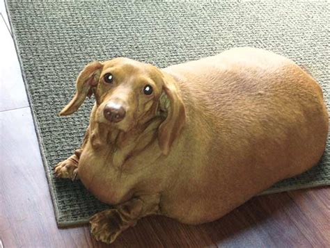 Dieting dachshund goes from obese to svelte - SunStar