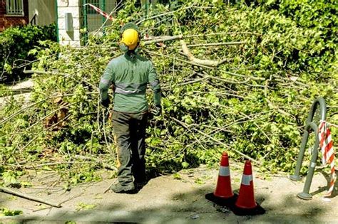 The Ultimate Guide To Tree Healthcare Ensuring Your Trees Thrive With