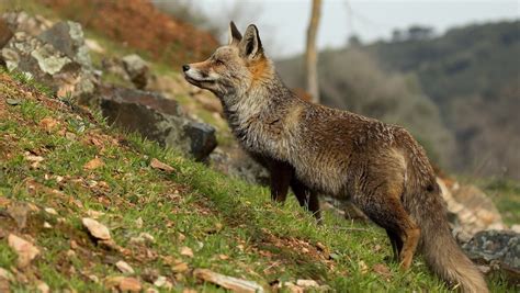 デスクトップ壁紙 草 野生動物 狐 グレイフォックス 動物相 1360x768 Px 脊椎動物 哺乳類のような犬 レッド