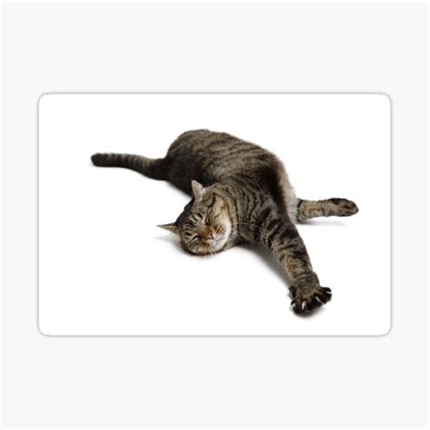 Adorable Tabby Cat Stretching Sticker For Sale By PixLifePhoto