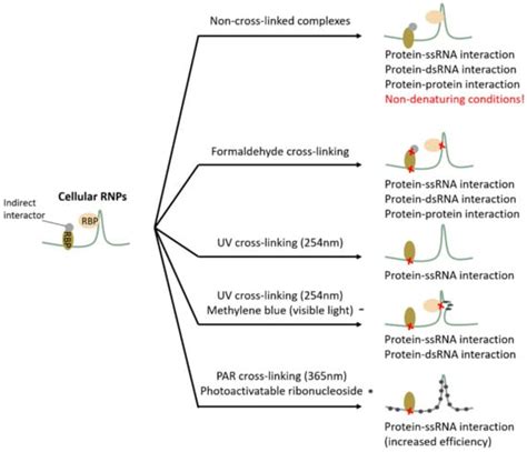 Dna Rna Protein Chemical Molecular Weight Calculator Blog Dandk