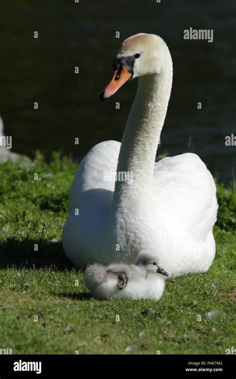 Mute Swan Baby Hi Res Stock Photography And Images Alamy