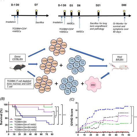 Immunosuppressive Effect Of HMSCs In Vitro And Survival Of HMSC In