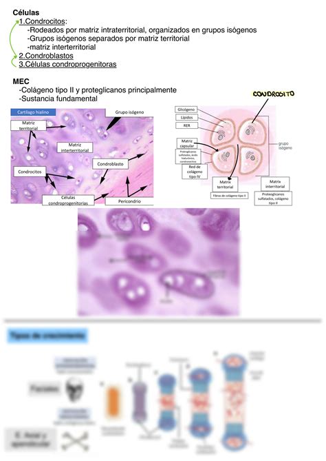 Solution Histolog A Tejido Cartilaginoso Studypool