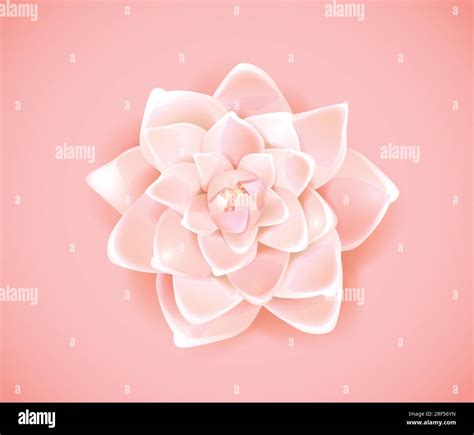 Single Pink Camellia Stock Vector Images Alamy