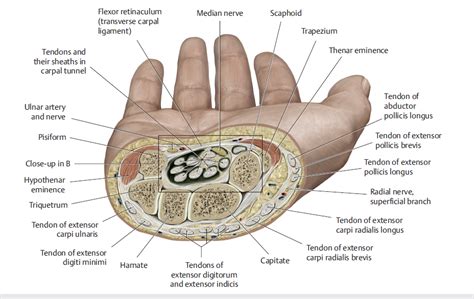 Dorsal Surface Of Wrist