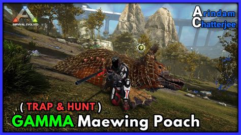 Ark Genesis Solo Gamma Maewing Poach With No Tames Official Server