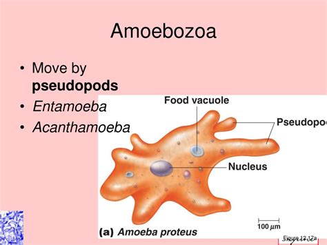 PPT The Eukaryotes PowerPoint Presentation ID 310213