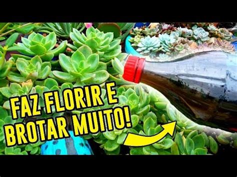 ADUBO INCRIVEL Que Faz Sua Suculenta FLORIR E BROTAR MUITO YouTube