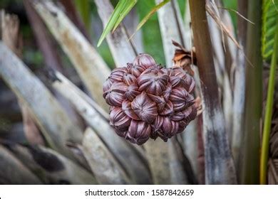 Nipa Palm Leaves Images, Stock Photos & Vectors | Shutterstock