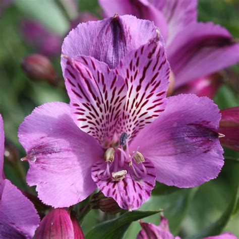 12 Gorgeous Alstroemeria Sunset Magazine