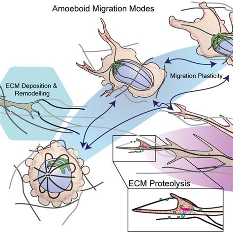 Dynamic Switching Of D Migration Modes In Metastatic Melanoma