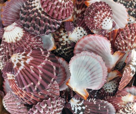 Pink Hued Scallop Shells Free Stock Photo Public Domain Pictures