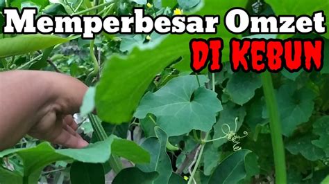 Berkebun Budidaya Pepaya Thailand Youtube