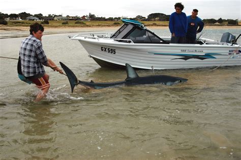 Mean, fast and dangerous denizens - Sportshounds