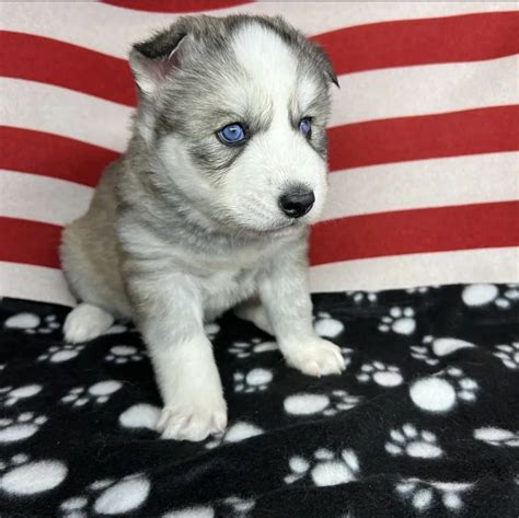 Siberian Husky Puppies For Sale Husky Puppies For Sale