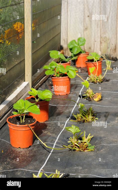 Potting on Strawberry plant runners in to 9cm pots in soft fruit cage Norfolk UK August Stock ...