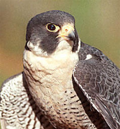 Endangered Species Board Itself Threatened | NPR Illinois