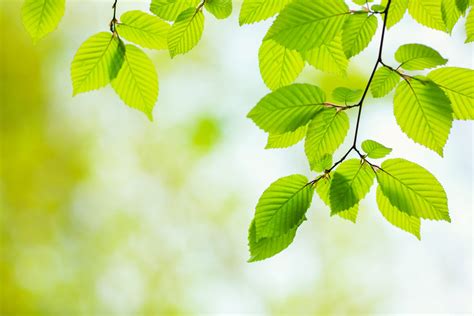 Beech Fiori Di Bach Le Propriet Del Fiore Ohga