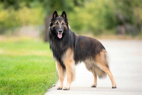 Fluffy Belgian Shepherd Puppy