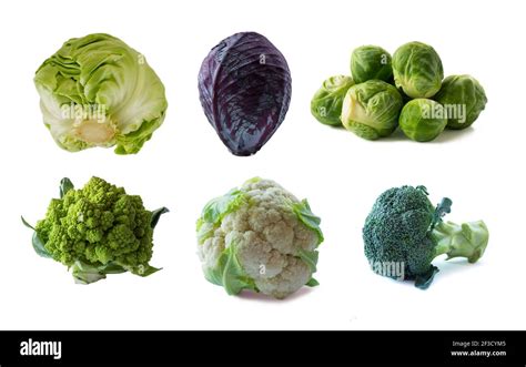 Various Cabbages Isolated On White Background Brussels Sprouts