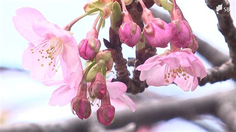 早春の訪れ告げる「河津桜まつり」開幕 川沿いに約850本、2月20日頃に満開予想静岡・河津町（sbs News）｜dメニューニュース（nttドコモ）