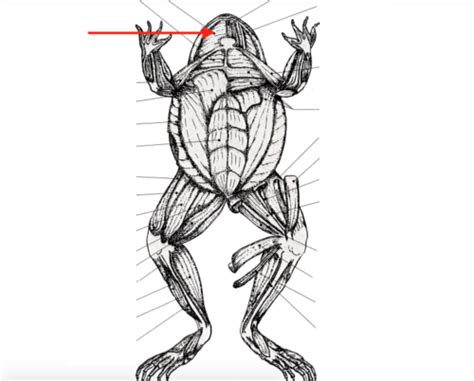 Frog Dissection Lab Ventral Flashcards Quizlet