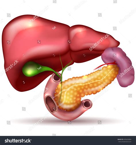 Liver Pancreas Gallbladder Spleen Detailed Colorful Stock Illustration