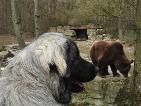 Livestock Guardian Dogs Vs Predators How Lgds Protect Their Charges