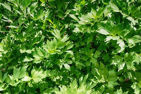 Lovage: An Underappreciated Herb That's Easy to Grow | The Seed Collection