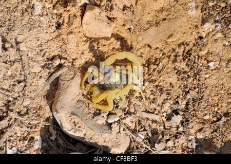 Escorpión amarillo israelí conocido como deathstalker descansa sobre