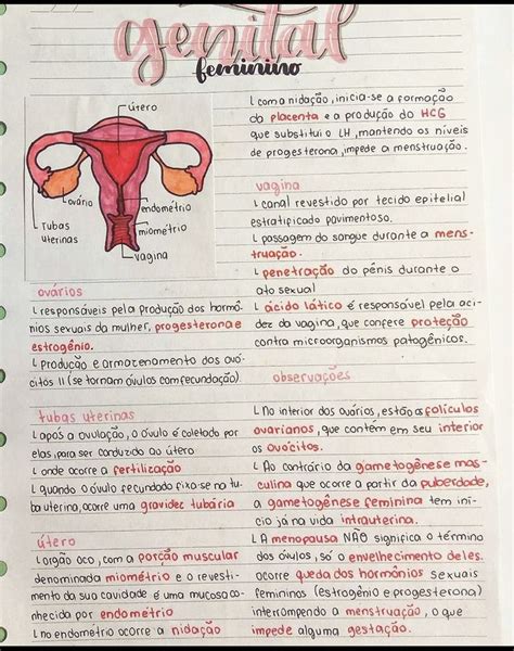 Pin De Maria Eduarda Barbosa Em Resumos Ferramentas De Ensino Ideias