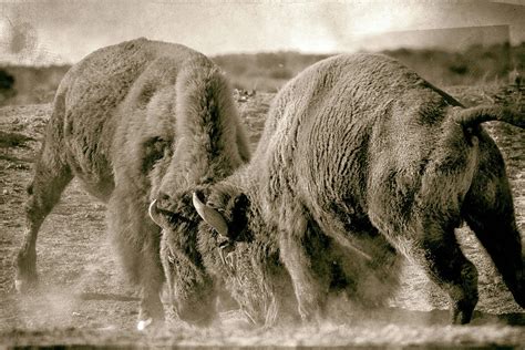 Old West Dominance Photograph by DJ Calkins - Fine Art America