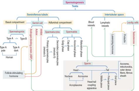 Spermatogenesis Basicmedical Key