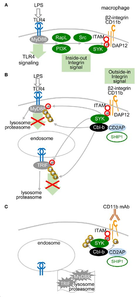 Low Avidity Signaling Of β2 Integrin Regulates Toll Like Receptors