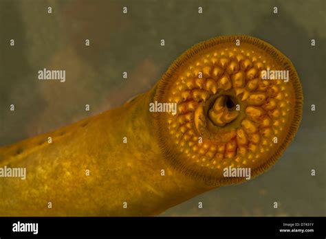 Sea Lamprey Petromyzon Marinus Cayuga Lake New York Parasitic