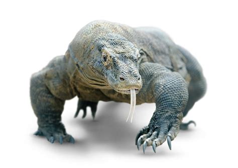 Premium Photo | Walking komodo dragon isolated on white