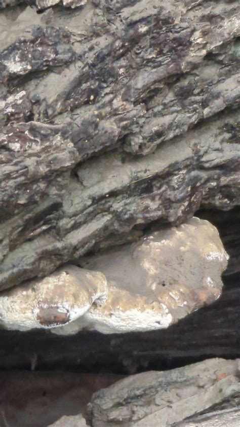 Fungi Including Lichens From Vickery Meadow Dallas TX 75231 USA On