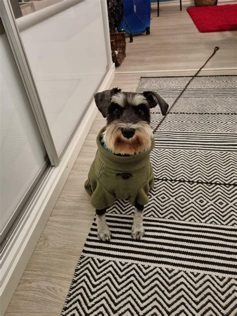 1 Year Old Leia Rschnauzers