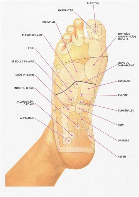 La réflexologie plantaire c est quoi