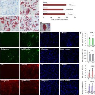 Development Of Anchorage Independent Multicellular Spheroids And