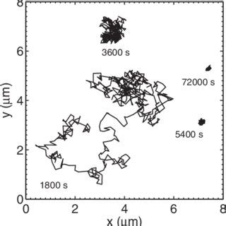 Examples Of Tracer Particle Trajectories In Laponite For T W