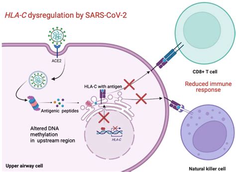 Frontiers HLA C Dysregulation As A Possible Mechanism Of Immune