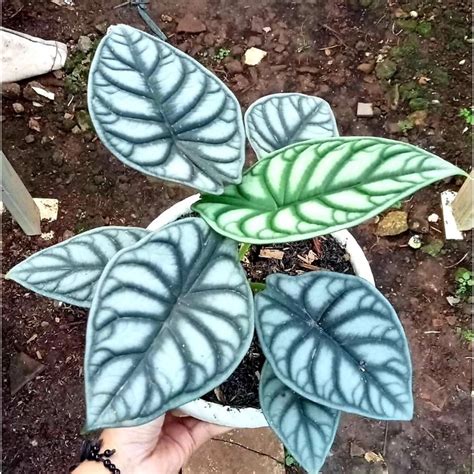 Jual Alocasia Dragon Silver Tanaman Hias Alocasia Dragon Silver