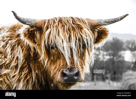 Gaelic Cow Hi Res Stock Photography And Images Alamy