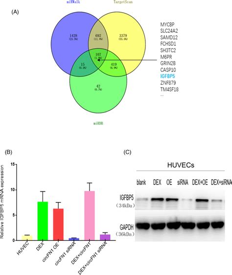 Igfbp5 Is A Direct Target Of Mir‐7974 A Schematic Illustration